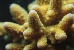 acropora..jpg