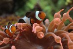 anemoonvis 1..jpg