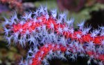 carib gorgoon macro s.JPG