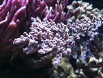 IMG_1212.jpg