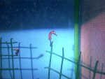barbouri nest2.jpg
