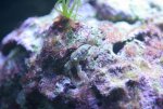 krab 2 week 22.jpg