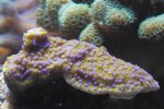 _MG_1803.JPG