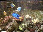 zeeaquarium aan de muur (2).JPG