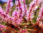 DSCN3226 paarse gorgoon - hersteld -s.jpg