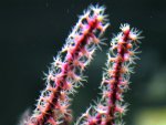 DSCN3232 paarse gorgoon - hersteld -s.jpg