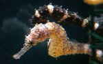 dscn3240 comes wordt geel -s.jpg