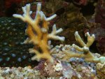 Stylophora-Franky-11-12-04.jpg