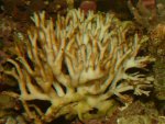 Stylophora-Franky-dood-22-08-05.jpg