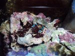 nanoaquarium nov 2010 10.jpg