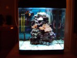 nanoaquarium nov 2010 9.jpg