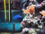nanoaquarium nov 2010 6.jpg