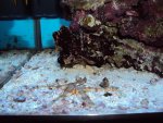 nanoaquarium nov 2010 1.jpg