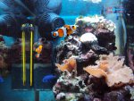 nanoaquarium nov 2010 4.jpg