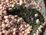 DSCN3339 NP pellet met snot s.jpg DSCN3339 NP pellet met snot s.jpg