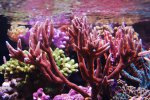 aquarium 007.jpg
