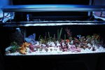 aquarium 004.jpg