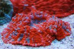 foto's LPS 004.jpg