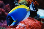 aqua 028.jpg