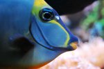 aqua 023.jpg