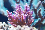 aqua 055.jpg
