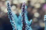aqua 057.jpg
