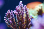 aqua 062.jpg