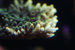 aqua 063.jpg