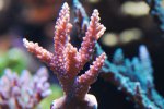 aqua 066.jpg