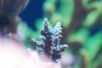 aqua 073.jpg