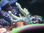 Stekkies 03-05-2011 002.jpg