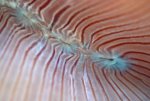 foxcoral.jpg