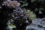 DSC_0435.jpg