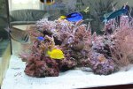 IMG_8045 rif links.jpg