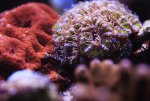 acan.jpg