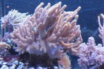 IMG_8219 cladiella.jpg