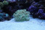 IMG_8196 stokesi.jpg