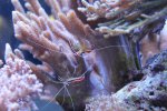 IMG_8178 garnalen.jpg