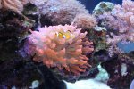 IMG_8166 anemono.jpg