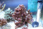 IMG_8153 histrix jaco.jpg