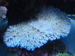 PC150706.JPG