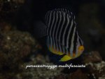 Paracentropyge Multifasciata 03.jpg