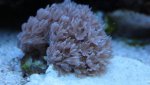 IMG_8488 xenia.jpg