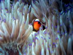 DSC05975-1.jpg