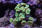 IMG_0143 caulastrea.jpg