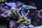 IMG_0148 confusa.jpg