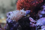 IMG_0294 glabresens.jpg