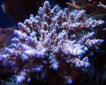 DSC06010.jpg