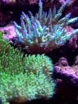 Aquarium_23_11_05 013.jpg