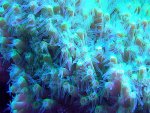 Aquarium_23_11_05 012.jpg